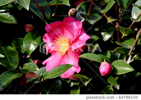Pink beetle flowers blooming in Mitaka Nakahara 64798150