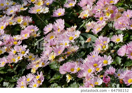 開花在三鷹中原的桃紅色菊花花 開花在三鷹中原的桃紅色菊花花 64798152