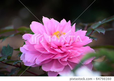牡丹花 64798160