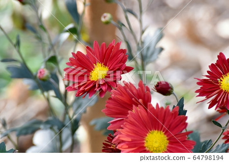 中原三鷹盛開的紅菊花 中原三鷹盛開的紅菊花 64798194
