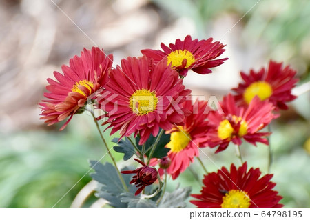 中原三鷹盛開的紅菊花 中原三鷹盛開的紅菊花 64798195