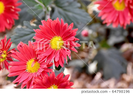 中原三鷹盛開的紅菊花 中原三鷹盛開的紅菊花 64798196