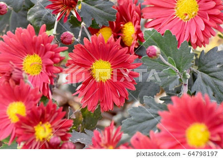 中原三鷹盛開的紅菊花 64798197