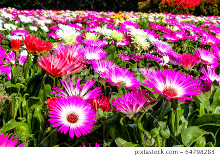 Livingstone Daisy overflows 64798283