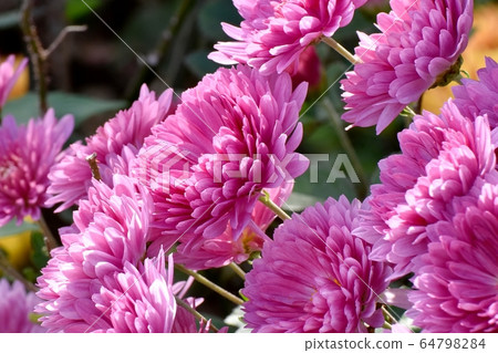 Pink chrysanthemum flower blooming in Mitaka Nakahara 64798284