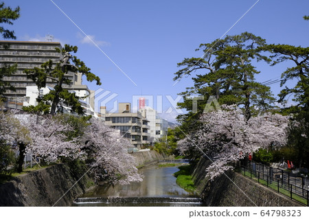 西宮的櫻花勝地淑川川公園 西宮的櫻花勝地淑川川公園 64798323