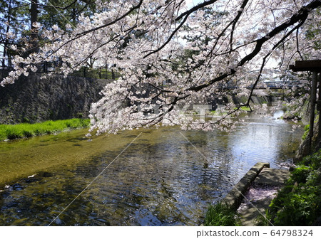 Nishinomiya's cherry blossom spot Shukugawa Park 64798324