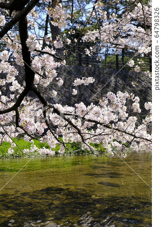 Nishinomiya's cherry blossom spot Shukugawa Park 64798326