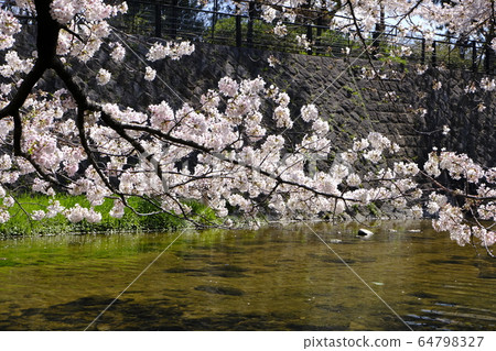 Nishinomiya's cherry blossom spot Shukugawa Park 64798327