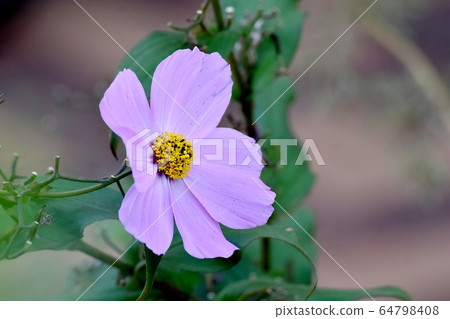 Pale purple cosmos flower blooming in Mitaka Nakahara Pale purple cosmos flower blooming in Mitaka Nakahara 64798408