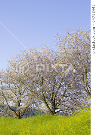 Row of cherry blossom trees in Kyoto 64798443
