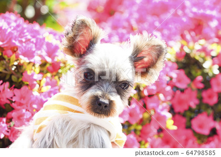 杜鵑花和約克夏犬 杜鵑花和約克夏犬 64798585