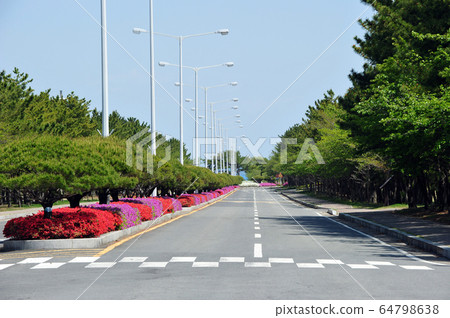 Road median flower bed flowers Road median flower bed flowers 64798638