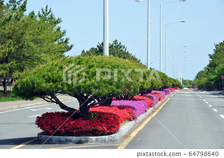 Road median flower bed flowers 64798640