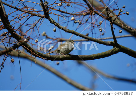 Uguisu, April, blue sky, beautiful voice, loud voice 64798957