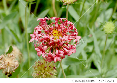 Orange-colored pine root verbena flowers in Mitaka Nakahara Orange-colored pine root verbena flowers in Mitaka Nakahara 64799084