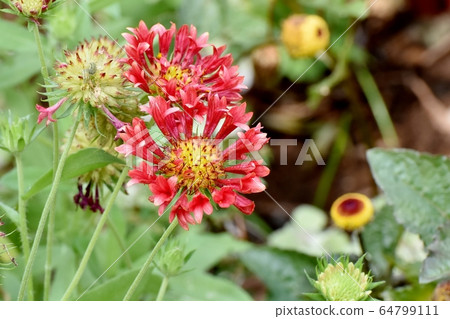 中原三鷹的橙色松根馬鞭草花 中原三鷹的橙色松根馬鞭草花 64799111