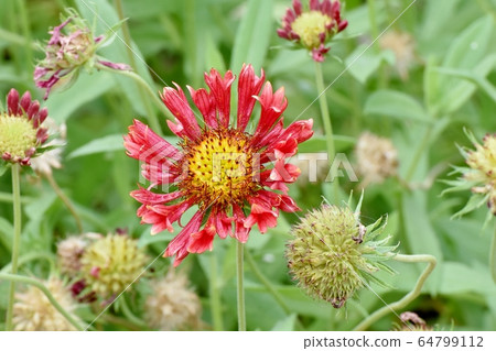 中原三鷹的橙色松根馬鞭草花 中原三鷹的橙色松根馬鞭草花 64799112