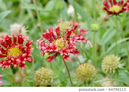 Orange-colored pine root verbena flowers in Mitaka Nakahara Orange-colored pine root verbena flowers in Mitaka Nakahara 64799113