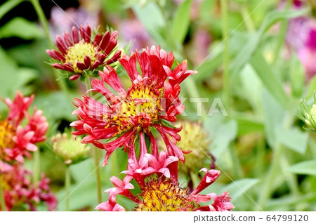 中原三鷹的橙色松根馬鞭草花 中原三鷹的橙色松根馬鞭草花 64799120