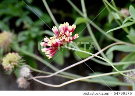 Red pine root verbena flower in Mitaka Nakahara Red pine root verbena flower in Mitaka Nakahara 64799179