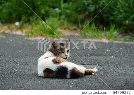 Cat, stray cat, white kite, boss, April, blue sky, relaxing 64799282