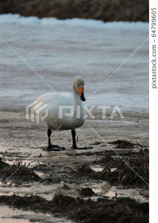 Hokkaido / March / Swan Hokkaido / March / Swan 64799605