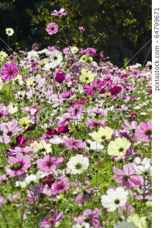 Cosmos is blooming in the cosmos field. 64799671