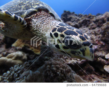 Sea turtle L Sea turtle L 64799888