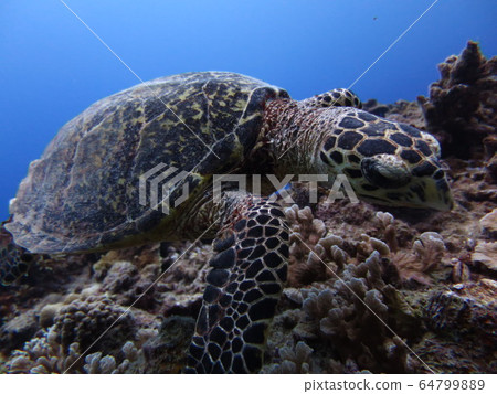 Sea turtle L Sea turtle L 64799889