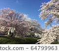 Cherry Blossoms	 64799963
