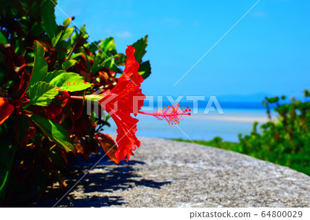 芙蓉盛開在沖繩海底路旁 芙蓉盛開在沖繩海底路旁 64800029