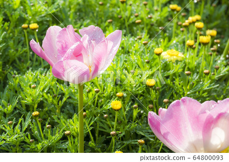 Tulip Tulip 64800093