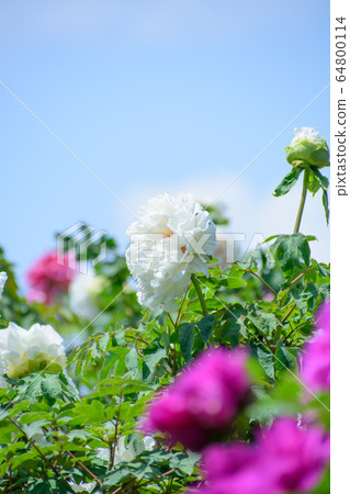 牡丹花 牡丹花 64800114