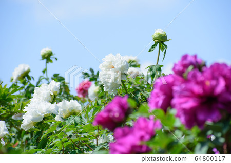 Peony flower 64800117