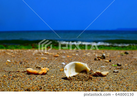 貝殼殼 貝殼殼 64800130