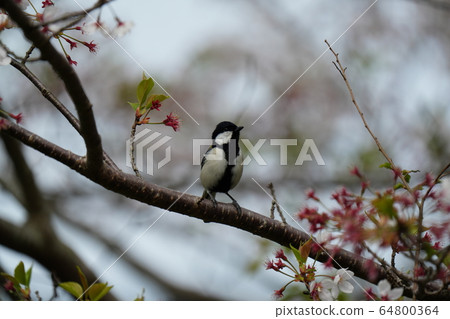 大山雀，食物，吃，四月，藍天 64800364