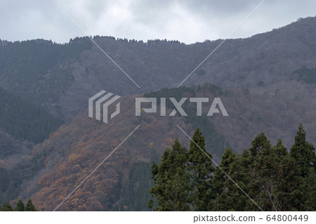 Metasequoia Tree Line 64800449