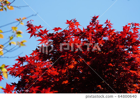 Spring maple, flower, flowering, April, blue sky, maple, fresh green Spring maple, flower, flowering, April, blue sky, maple, fresh green 64800640