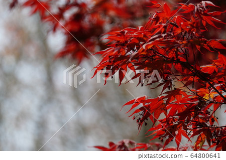 Spring maple, flower, flowering, April, blue sky, maple, fresh green 64800641