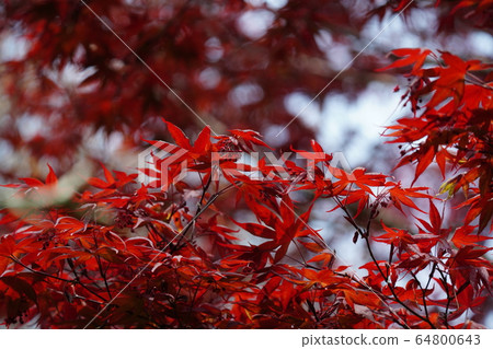 春楓，花，開花，四月，藍天，楓，新鮮的綠色 64800643