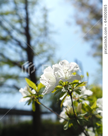 白杜鵑花 白杜鵑花 64800865