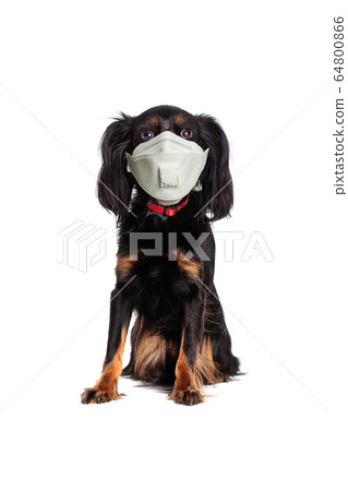 Small dog pet in medical face mask isolated  64800866