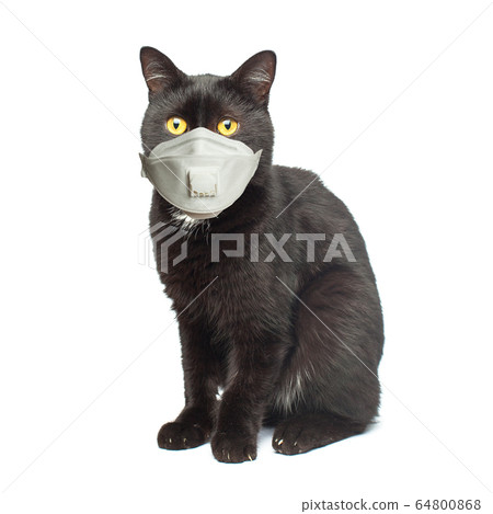 Black cat in medical face mask isolated on white Black cat in medical face mask isolated on white 64800868