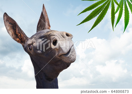 Stupid black donkey looking at cannabis plant Stupid black donkey looking at cannabis plant 64800873