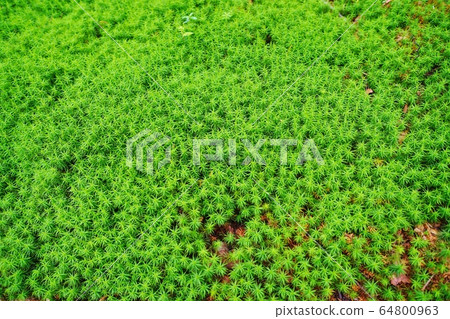 Moss Moss 64800963