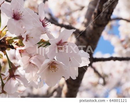 櫻花吉野櫻花樹 64801121