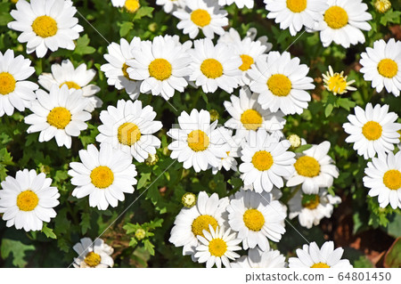 菊花Palsome（北極） 64801450