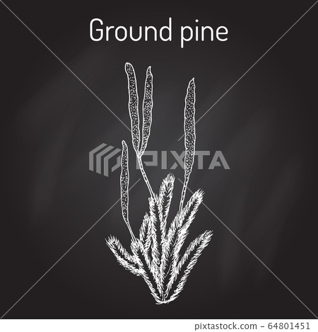 Ground pine Lycopodium clavatum , or common club moss, medicinal plant 64801451