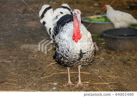 The big Turkey cock is beautiful in farm garden The big Turkey cock is beautiful in farm garden 64801480
